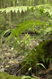 Photo by: Kyle J. Webster. Photo Taken: Genesee County, NY: 14 Aug 2023